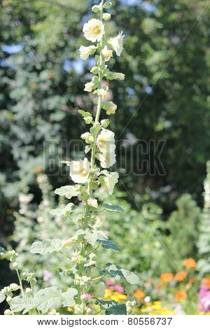 Hollyhock (Alcea)