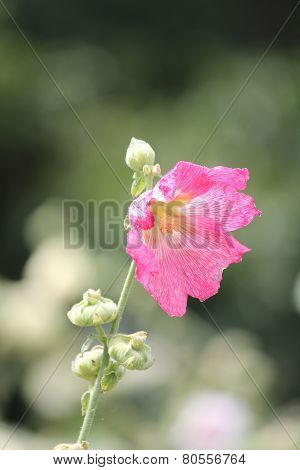 Hollyhock (Alcea)