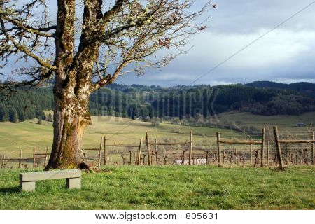 Zamračený den ve vinici