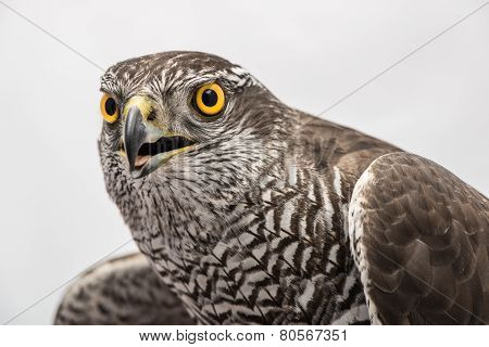 Fanciers hawk