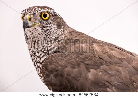 Fanciers hawk