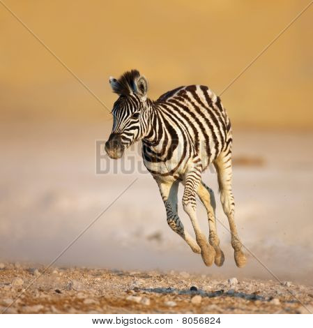 Baby Zebra ausgeführt