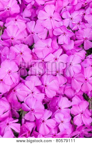Phlox Subulata
