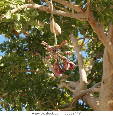 Kigelia Africana blossom
