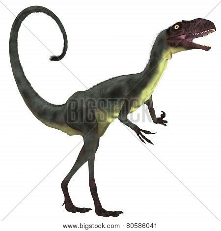 Dilong Dinosaur Over White