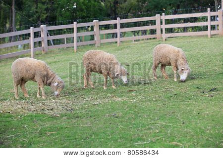 Merino Sheep Feeding In Green Grass Field Of Rural Ranch Farm