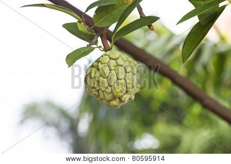 Custard Apple Fruit,annona Squamosa