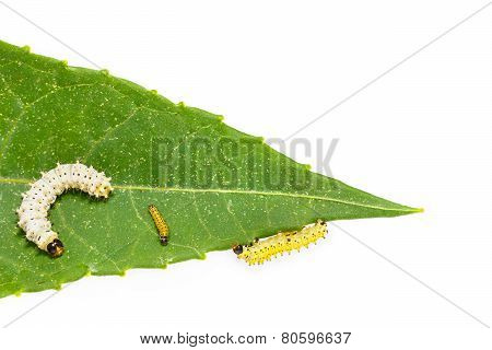 Generation Caterpillar Of Eri Silk Moth On Leaf