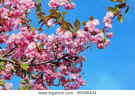 Cerasus serrulata (Japanese flowering cherry)