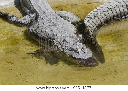 Crocodylia Alligator Mississippi