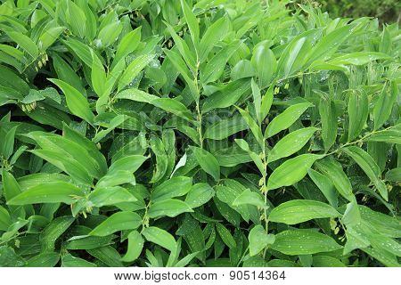 polygonatum odoratum plants