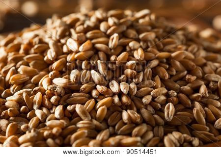 Raw Organic Spelt Grain