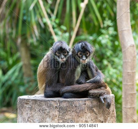 Spider monkey on a tree