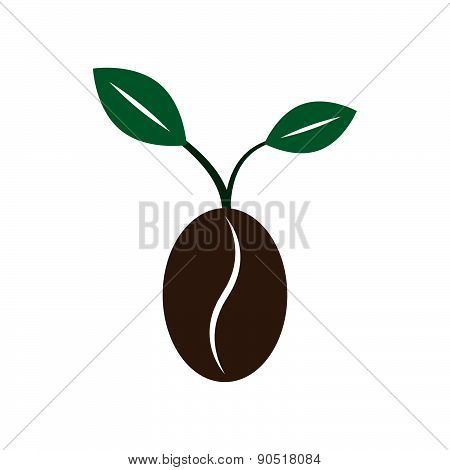 Coffee New Born Growing Bean Seed Plant With Leaves Vector Illustration