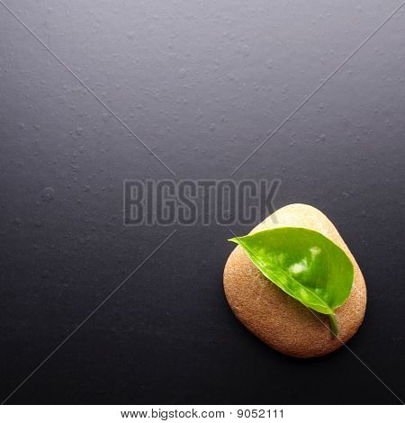 Zen Still Life