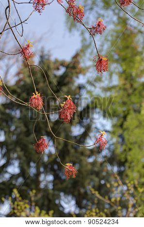 Acer Rubrum