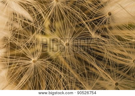 Blooming blowball