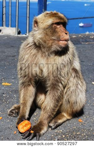 Barbary Ape, Gibraltar.