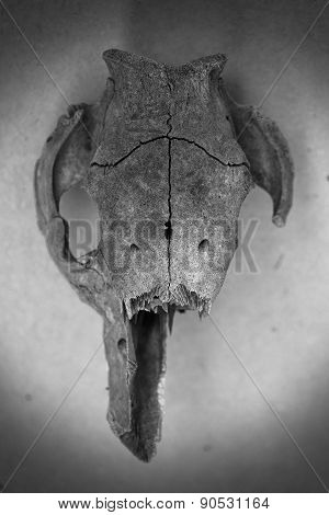 Black And White Skull