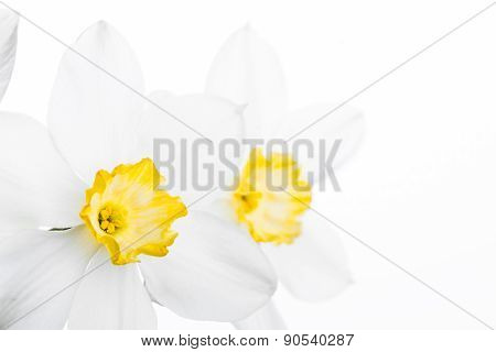 Spring floral border, beautiful fresh narcissus flowers
