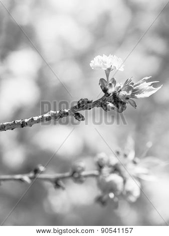 Blossom In Black And White