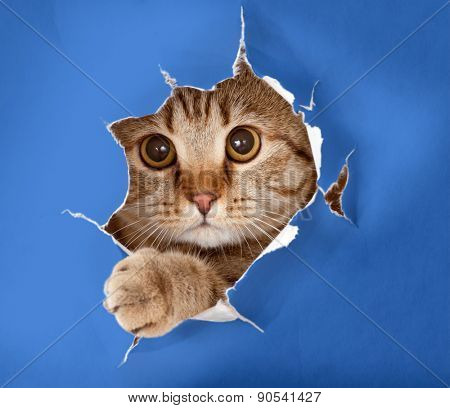 cat in blue chromakey paper hole 