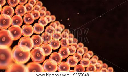 Many of orange cells arranged randomly inside the body