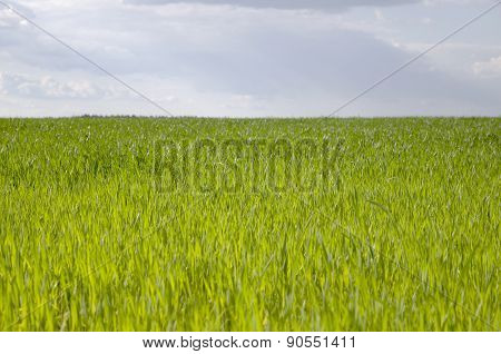 Green meadow under blue sky with clouds