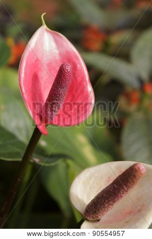 spadix  for beautiful home and garden decor.