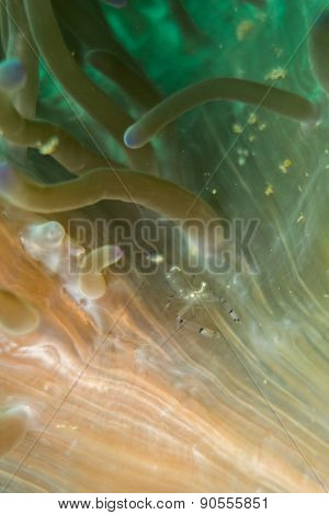 Sea anemone
