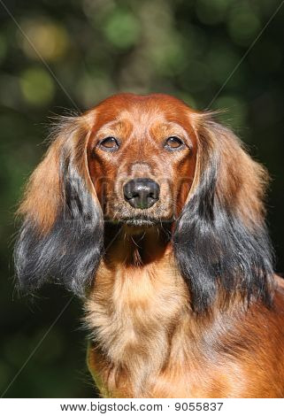 Red Dog Portrate