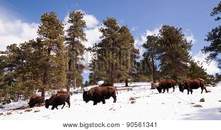 North American Bison Buffalo Roam Hillside Fresh Snow Blue Sky