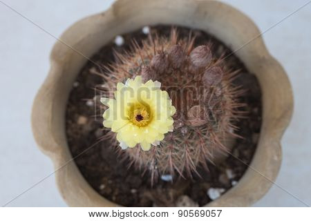 Notocactus Mammulosus Yellow Cactus Flower