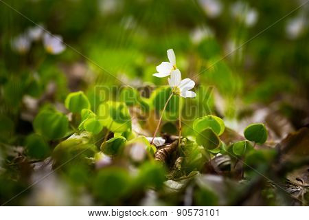 White Wild Flowers Blooming. Wood Sorrel