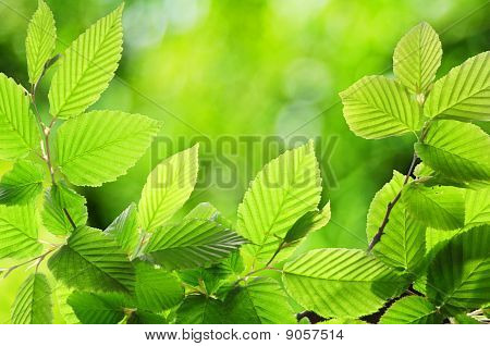 Natur