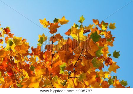 Fondo de otoño