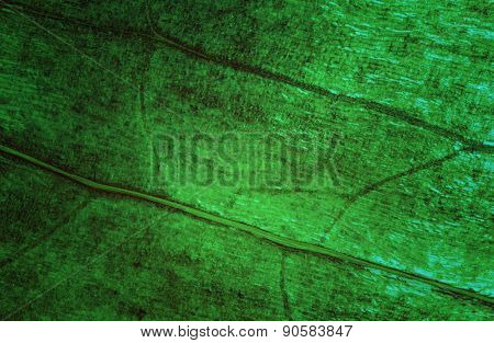 Green leaf texture