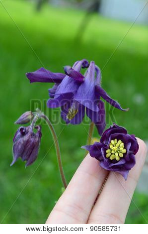Aquilegia