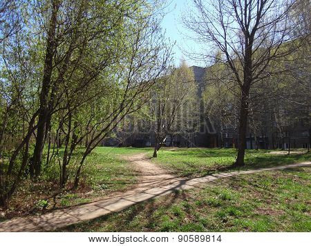 City yard in early spring with green trees and grass