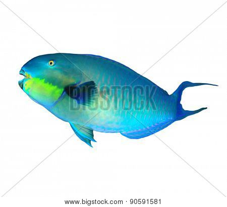 Tropical fish isolated: Parrotfish on white background