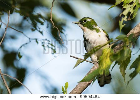 Klaas's Cuckoo (chrysococcyx Klaas) Perched In A Tree With Leaves Eaten By Caterpillars