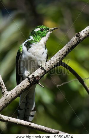 Klaas's Cuckoo (chrysococcyx Klaas) Perched On A Branch