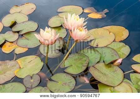 Pond With Waterlilies