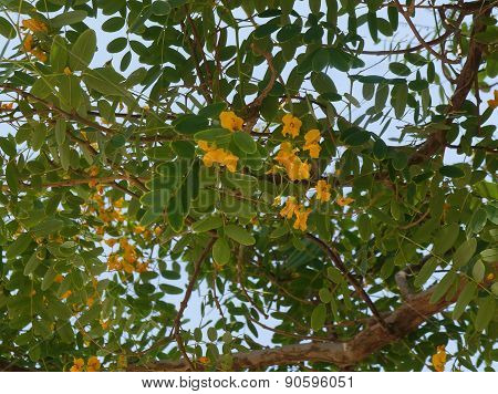 Tipuana tipu tree in bloom