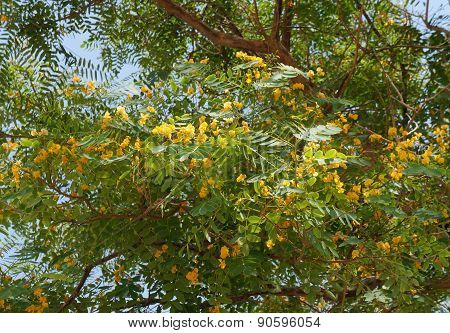 Tipuana tipu tree in bloom