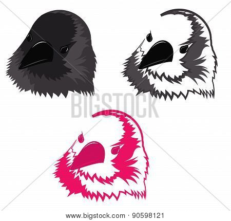 The Bird's Head