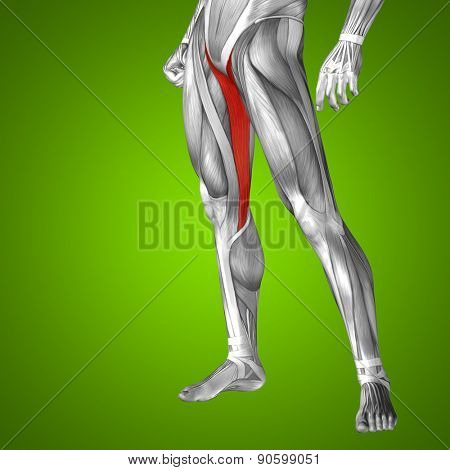 Concept or conceptual 3D gracilis human upper leg anatomy or anatomical and muscle on green gradient background