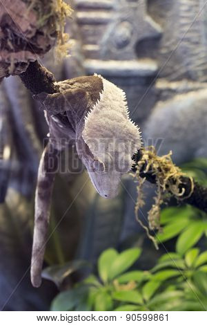 Crested Gecko