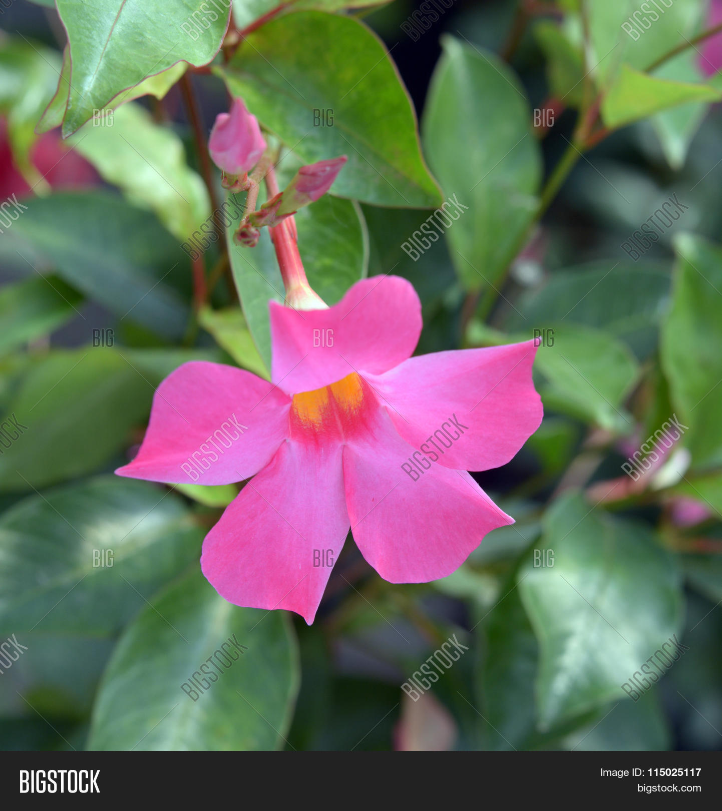 Mandevilla Image & Photo (Free Trial) | Bigstock