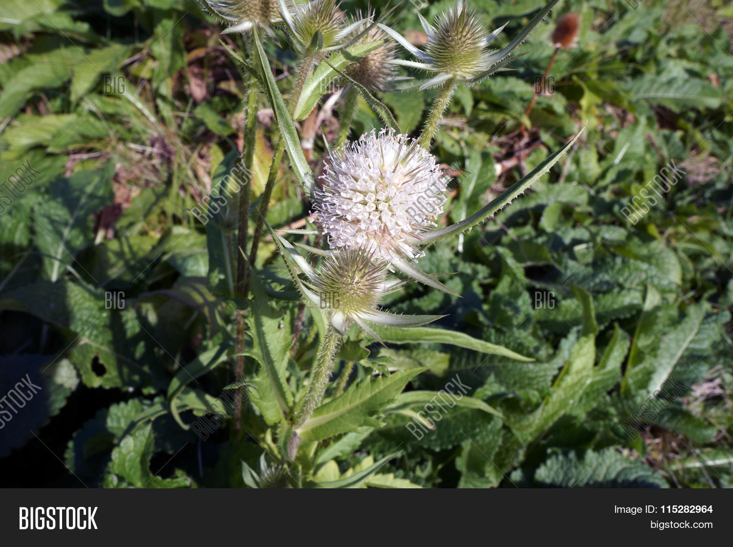 Image Preview
